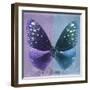 Miss Butterfly Euploea Sq - Purple & Blue-Philippe Hugonnard-Framed Photographic Print