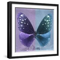 Miss Butterfly Euploea Sq - Purple & Blue-Philippe Hugonnard-Framed Photographic Print