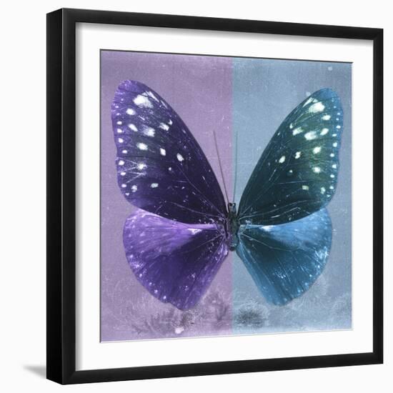 Miss Butterfly Euploea Sq - Purple & Blue-Philippe Hugonnard-Framed Photographic Print