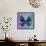 Miss Butterfly Euploea Sq - Purple & Blue-Philippe Hugonnard-Framed Stretched Canvas displayed on a wall