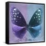 Miss Butterfly Euploea Sq - Purple & Blue-Philippe Hugonnard-Framed Stretched Canvas