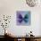 Miss Butterfly Euploea Sq - Purple & Blue-Philippe Hugonnard-Stretched Canvas displayed on a wall