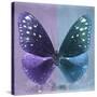 Miss Butterfly Euploea Sq - Purple & Blue-Philippe Hugonnard-Stretched Canvas