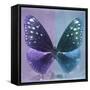 Miss Butterfly Euploea Sq - Purple & Blue-Philippe Hugonnard-Framed Stretched Canvas