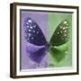 Miss Butterfly Euploea Sq - Purple & Green-Philippe Hugonnard-Framed Photographic Print