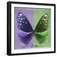 Miss Butterfly Euploea Sq - Purple & Green-Philippe Hugonnard-Framed Photographic Print