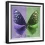 Miss Butterfly Euploea Sq - Purple & Green-Philippe Hugonnard-Framed Photographic Print