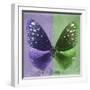 Miss Butterfly Euploea Sq - Purple & Green-Philippe Hugonnard-Framed Photographic Print