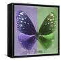 Miss Butterfly Euploea Sq - Purple & Green-Philippe Hugonnard-Framed Stretched Canvas