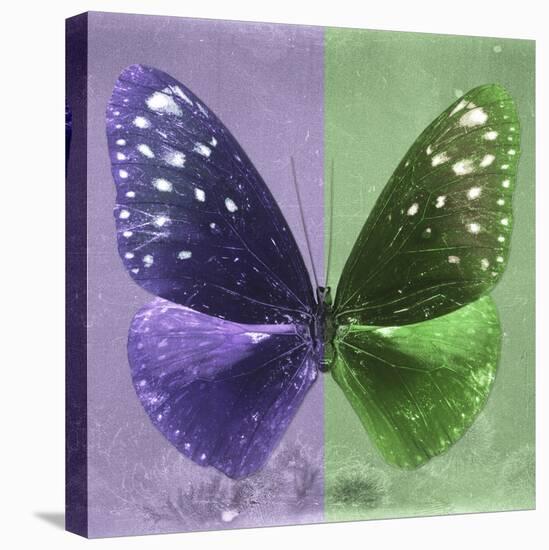Miss Butterfly Euploea Sq - Purple & Green-Philippe Hugonnard-Stretched Canvas