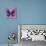 Miss Butterfly Euploea Sq - Purple & Hot Pink-Philippe Hugonnard-Photographic Print displayed on a wall