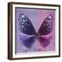 Miss Butterfly Euploea Sq - Purple & Hot Pink-Philippe Hugonnard-Framed Photographic Print