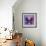 Miss Butterfly Euploea Sq - Purple & Hot Pink-Philippe Hugonnard-Framed Photographic Print displayed on a wall