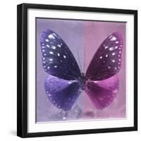 Miss Butterfly Euploea Sq - Purple & Hot Pink-Philippe Hugonnard-Framed Photographic Print