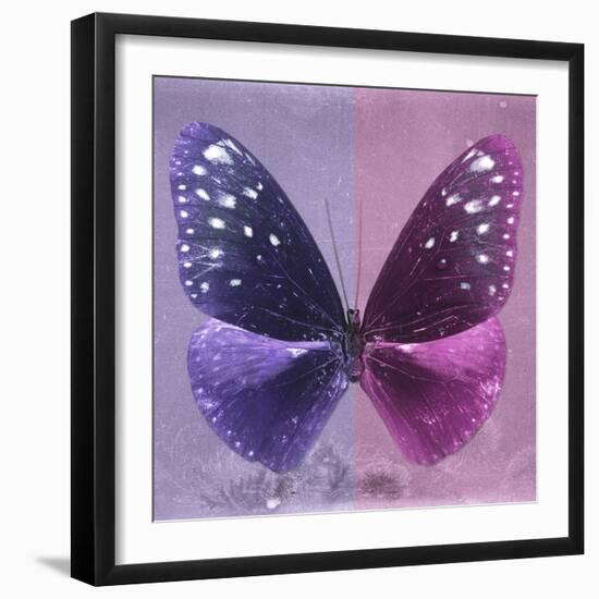 Miss Butterfly Euploea Sq - Purple & Hot Pink-Philippe Hugonnard-Framed Photographic Print