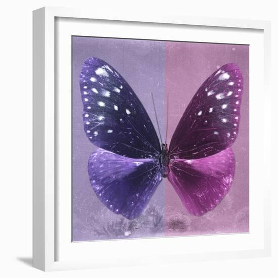 Miss Butterfly Euploea Sq - Purple & Hot Pink-Philippe Hugonnard-Framed Photographic Print