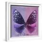 Miss Butterfly Euploea Sq - Purple & Hot Pink-Philippe Hugonnard-Framed Photographic Print