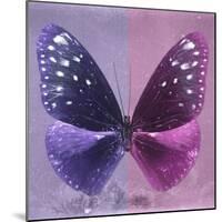 Miss Butterfly Euploea Sq - Purple & Hot Pink-Philippe Hugonnard-Mounted Photographic Print