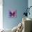Miss Butterfly Euploea Sq - Purple & Hot Pink-Philippe Hugonnard-Mounted Photographic Print displayed on a wall