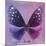 Miss Butterfly Euploea Sq - Purple & Hot Pink-Philippe Hugonnard-Mounted Photographic Print