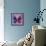 Miss Butterfly Euploea Sq - Purple & Hot Pink-Philippe Hugonnard-Framed Stretched Canvas displayed on a wall