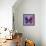 Miss Butterfly Euploea Sq - Purple & Hot Pink-Philippe Hugonnard-Framed Stretched Canvas displayed on a wall