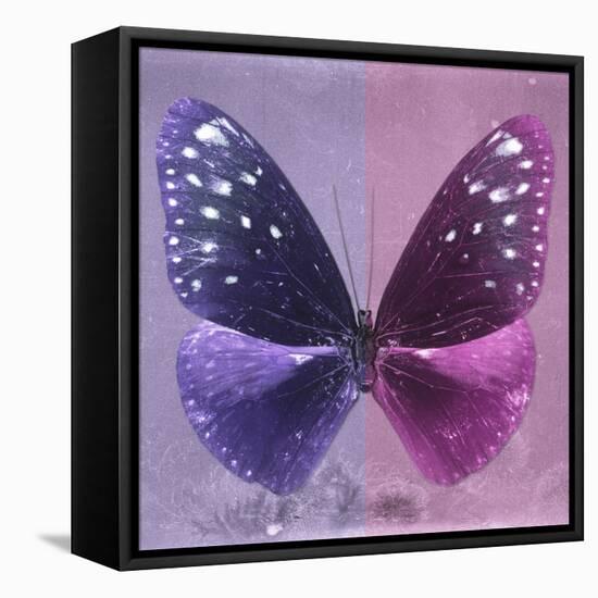 Miss Butterfly Euploea Sq - Purple & Hot Pink-Philippe Hugonnard-Framed Stretched Canvas