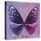 Miss Butterfly Euploea Sq - Purple & Hot Pink-Philippe Hugonnard-Stretched Canvas