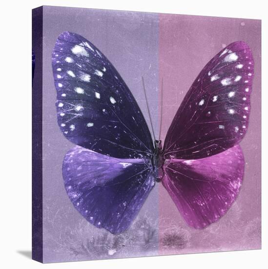 Miss Butterfly Euploea Sq - Purple & Hot Pink-Philippe Hugonnard-Stretched Canvas