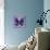 Miss Butterfly Euploea Sq - Purple-Philippe Hugonnard-Photographic Print displayed on a wall