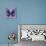 Miss Butterfly Euploea Sq - Purple-Philippe Hugonnard-Photographic Print displayed on a wall