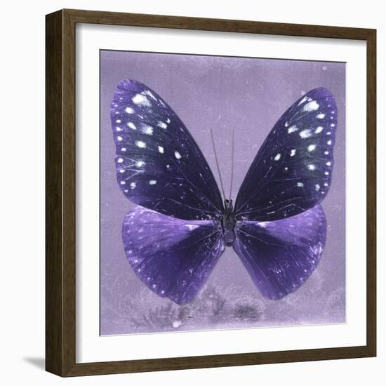 Miss Butterfly Euploea Sq - Purple-Philippe Hugonnard-Framed Photographic Print