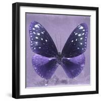 Miss Butterfly Euploea Sq - Purple-Philippe Hugonnard-Framed Photographic Print