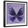 Miss Butterfly Euploea Sq - Purple-Philippe Hugonnard-Framed Photographic Print