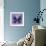 Miss Butterfly Euploea Sq - Purple-Philippe Hugonnard-Framed Photographic Print displayed on a wall