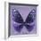 Miss Butterfly Euploea Sq - Purple-Philippe Hugonnard-Framed Photographic Print