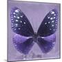 Miss Butterfly Euploea Sq - Purple-Philippe Hugonnard-Mounted Photographic Print