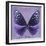 Miss Butterfly Euploea Sq - Purple-Philippe Hugonnard-Framed Premium Photographic Print