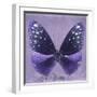 Miss Butterfly Euploea Sq - Purple-Philippe Hugonnard-Framed Premium Photographic Print