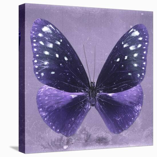 Miss Butterfly Euploea Sq - Purple-Philippe Hugonnard-Stretched Canvas