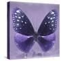 Miss Butterfly Euploea Sq - Purple-Philippe Hugonnard-Stretched Canvas