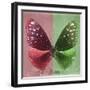 Miss Butterfly Euploea Sq - Red & Green-Philippe Hugonnard-Framed Photographic Print