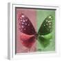 Miss Butterfly Euploea Sq - Red & Green-Philippe Hugonnard-Framed Photographic Print