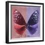 Miss Butterfly Euploea Sq - Red & Purple-Philippe Hugonnard-Framed Premium Photographic Print