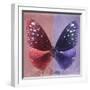 Miss Butterfly Euploea Sq - Red & Purple-Philippe Hugonnard-Framed Premium Photographic Print