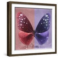 Miss Butterfly Euploea Sq - Red & Purple-Philippe Hugonnard-Framed Photographic Print