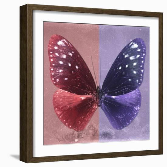 Miss Butterfly Euploea Sq - Red & Purple-Philippe Hugonnard-Framed Photographic Print