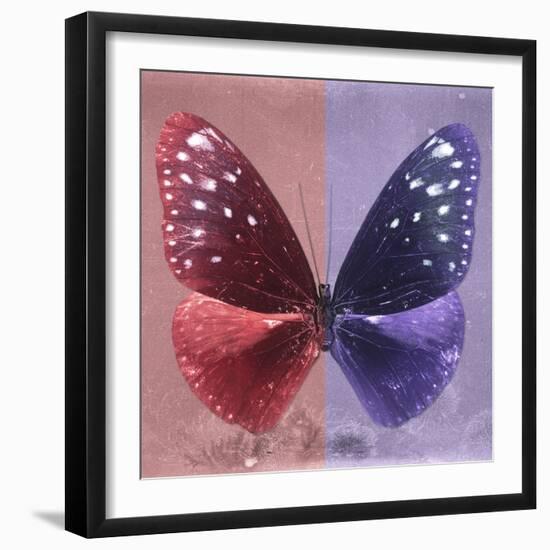 Miss Butterfly Euploea Sq - Red & Purple-Philippe Hugonnard-Framed Photographic Print