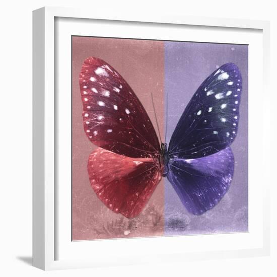 Miss Butterfly Euploea Sq - Red & Purple-Philippe Hugonnard-Framed Photographic Print