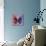 Miss Butterfly Euploea Sq - Red & Purple-Philippe Hugonnard-Mounted Photographic Print displayed on a wall